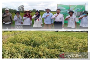 Balittra berhasil perpendek waktu tanam padi varietas lokal Kalsel