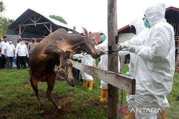 Satgas laporkan sebanyak 1,41 juta sapi telah disuntik vaksin PMK