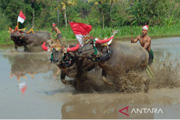 Atraksi budaya Makepung Lampit Merah Putih