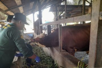 1.822 hewan ternak di Jambi sembuh dari penyakit PMK