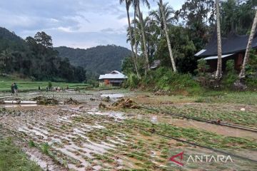 Sejumlah sawah warga terendam banjir bandang di Nagari Garabak Data