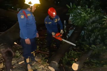 Pohon tumbang di Pasar Rebo dievakuasi Gulkarmat
