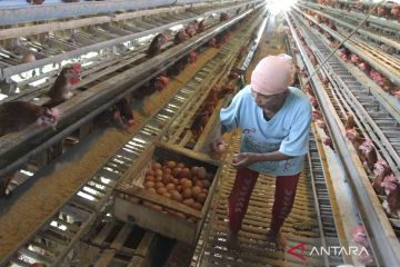 Harga telur ayam kembali melonjak