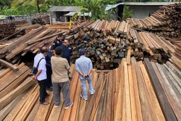 KLHK berikan ribuan kayu guna penataan kawasan Mangrove di Bali