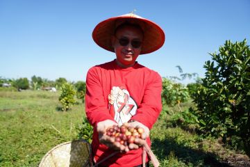 Pontianak sulap lahan gambut jadi kebun kopi