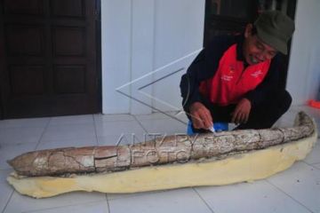 Temuan Fosil Gading Gajah Purba