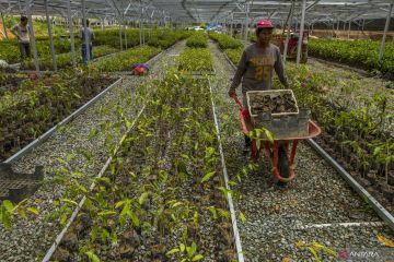 Pembangunan pusat persemaian bibit tanaman di IKN Nusantara