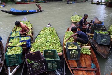 Daerah Jhalokati di Bangladesh nikmati panen buah jambu biji