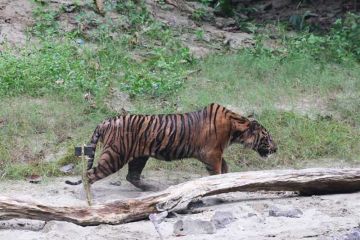 BKSDA lepas liarkan harimau ke Taman Nasional Gunung Leuser