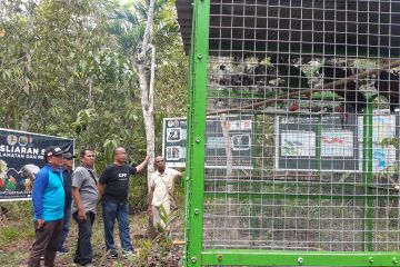 BBKSDA Papua lepas liarkan 17 satwa jenis aves di hutan adat