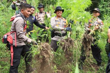 Polisi musnahkan dua hektare ladang ganja di Pidie