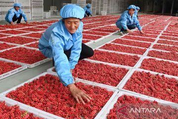 Dongkrak revitalisasi pedesaan di Shaancxi melalui tanaman herbal schisandra chinensis