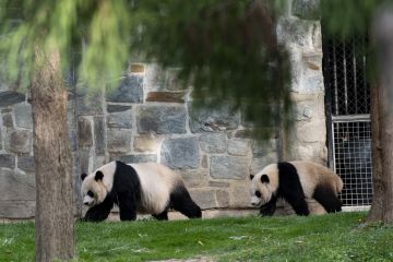 Panda raksasa Xiao Qi Ji rayakan ulang tahun kedua di AS