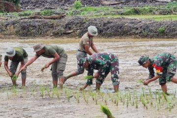 Kodim 1715/Yahukimo kerahkan babinsa dampingi petani di Distrik Dekai