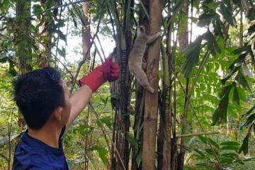 Kukang jawa serahan warga Cirebon dilepas di Gunung Ciremai