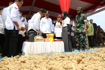 Mentan harap pengembangan sorgum hingga jadi komoditas strategis