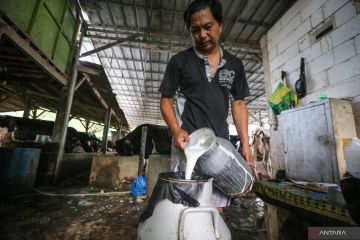 Nestle alami penurunan pasokan susu 30 persen akibat PMK