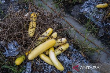 Petani Biarkan Timun Membusuk di Kebun