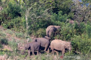 JBI OKU Sumsel dorong pemerintah siapkan lahan untuk habitat gajah