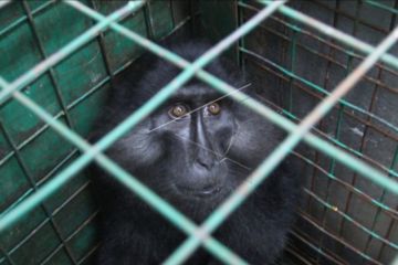 Pengungkapan kasus perdagangan satwa liar