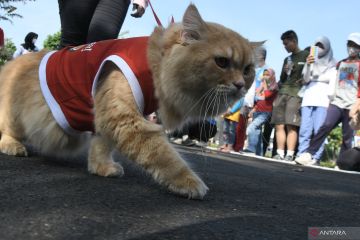 Risiko kesehatan mengintai kucing yang terlalu gemuk