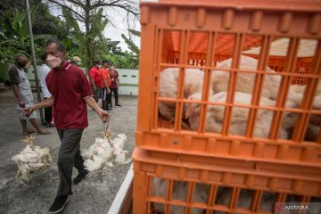 Aksi bagi ayam broiler gratis