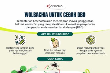 Wolbachia untuk cegah DBD