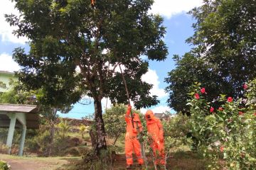 Evakuasi sarang tawon, petugas damkar Bintan gunakan APD lengkap