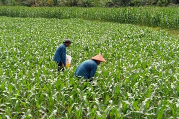 LP Terbuka Pasaman Barat latih narapidana bertani