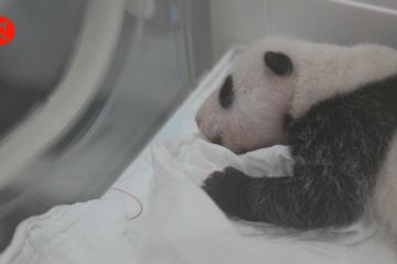 Bayi panda bobot terberat di dunia lahir di China