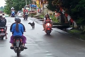 Cegah rabies, pemilik anjing di Ambon dilarang lepas peliharaannya