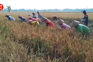 Cuaca pengaruhi produktivitas padi di Madiun