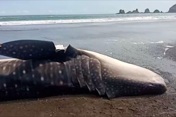 Ditemukan hiu tutul ketiga yang terdampar di pantai selatan Jatim