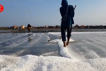 Hadapi anomali cuaca, petani garam di Sidoarjo harus panen lebih awal