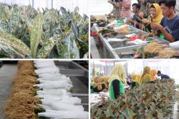 Kelompok Wanita Tani Lampung ekspor 10 ribu aglonema ke Turki