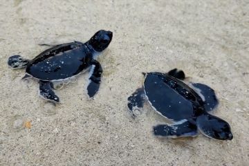 Keseruan saat melepas tukik di Pulau Ketawai