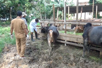 Kota Langsa capai 100% vaksinasi PMK