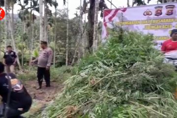 Ladang ganja seluas 3 hektare di Aceh Utara dimusnahkan