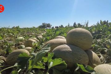Melon Hami masuki musim panen di Uighur Xinjiang
