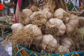 Pemprov Jateng dukung pengembangan benih bawang putih dobel kromosom