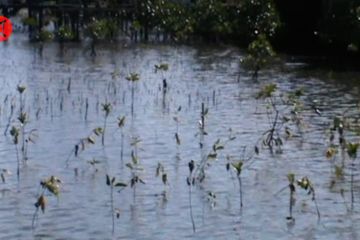 Penanaman 2.000 bibit untuk sulam ulang kawasan mangrove