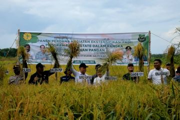 Petani Kapuas yang sukses panen raya padi di bekas lahan tidur 35ha