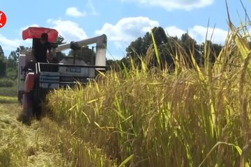 Petani Zunyi di China sibuk panen padi