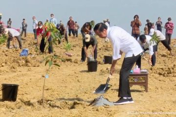 Presiden menanam mangga di lahan seluas 1.000 hektare