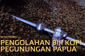 Bagaimana pengolahan biji kopi pegunungan Papua, ini dia prosesnya
