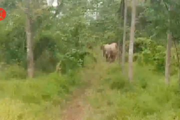 Gajah liar di Aceh Timur masuki perkebunan warga