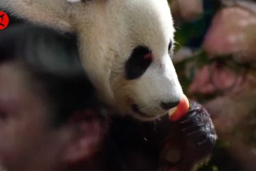 Kebun Binatang Moskow gelar pesta ultah untuk dua panda raksasa