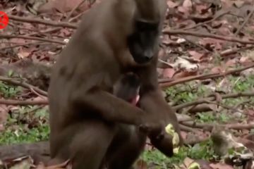 Perdoski: Cacar monyet dapat mengakibatkan komplikasi penyakit