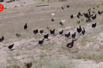 Ribuan pasukan ayam melawan kawanan belalang di Xinjiang