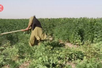Pasukan keamanan hancurkan ladang opium di Afghanistan barat